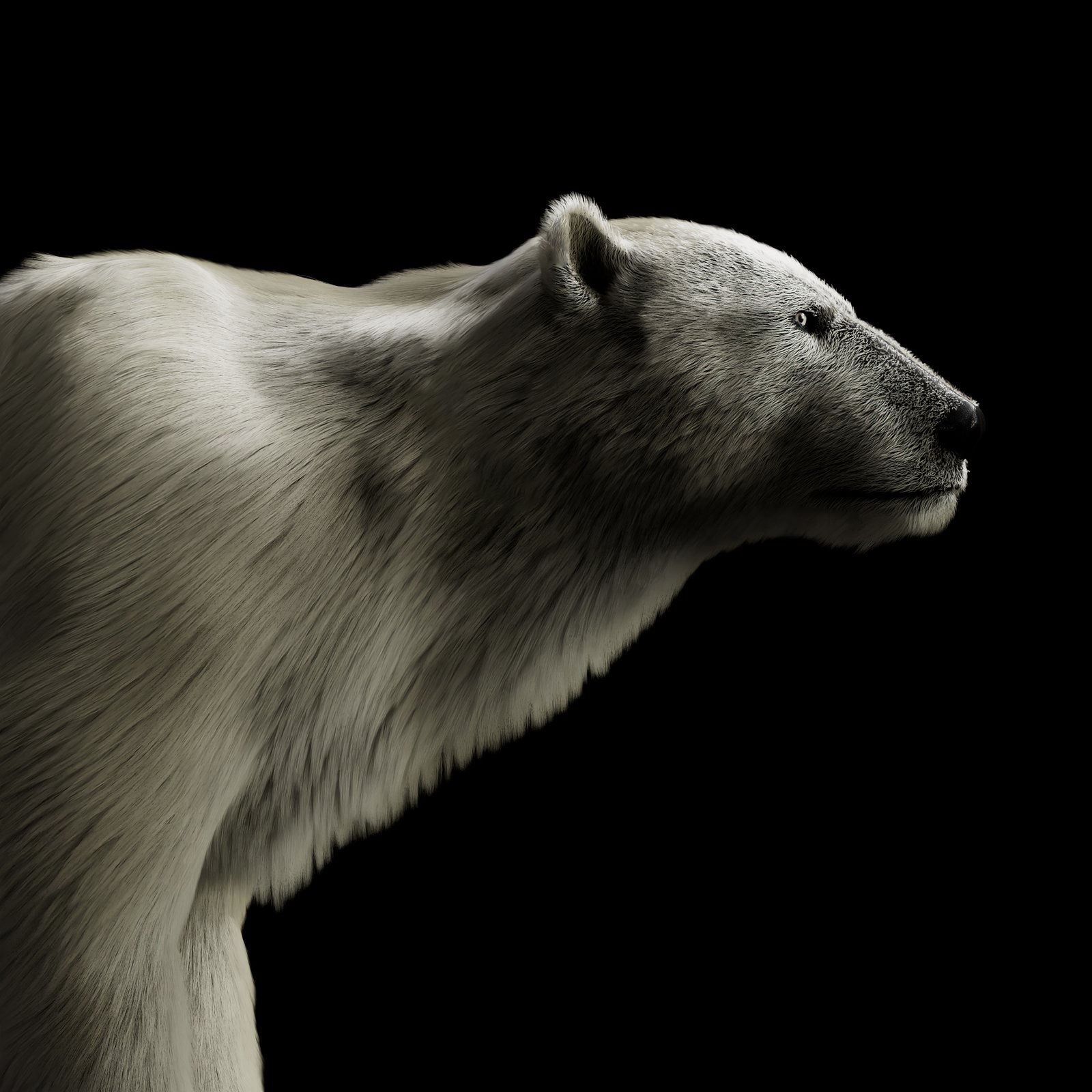 bearo